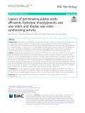Lipases of germinating jojoba seeds efficiently hydrolyze triacylglycerols and wax esters and display wax estersynthesizing activity
