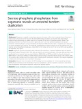 Sucrose-phosphate phosphatase from sugarcane reveals an ancestral tandem duplication