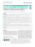 Long non-coding RNAs in the alkaline stress response in sugar beet (Beta vulgaris L.)