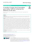 A member of wheat class III peroxidase gene family, TaPRX-2A, enhanced the tolerance of salt stress