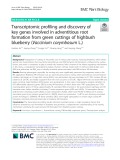 Transcriptomic profiling and discovery of key genes involved in adventitious root formation from green cuttings of highbush blueberry (Vaccinium corymbosum L.)