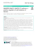 MaMAPK3-MaICE1-MaPOD P7 pathway, a positive regulator of cold tolerance in banana