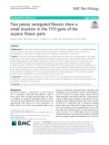 Tree peony variegated flowers show a small insertion in the F3’H gene of the acyanic flower parts