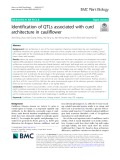 Identification of QTLs associated with curd architecture in cauliflower