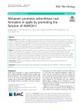 Melatonin promotes adventitious root formation in apple by promoting the function of MdWOX11