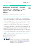Heterologous expression of Arabidopsis thaliana rty gene in strawberry (Fragaria × ananassa Duch.) improves drought tolerance