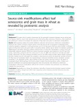Source-sink modifications affect leaf senescence and grain mass in wheat as revealed by proteomic analysis