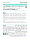 Transcriptomic analysis reveals mechanism of light-sensitive albinism in tea plant Camellia sinensis ‘Huangjinju’