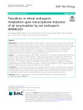 Transitions in wheat endosperm metabolism upon transcriptional induction of oil accumulation by oat endosperm WRINKLED1