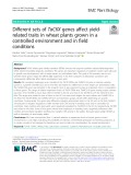 Different sets of TaCKX genes affect yieldrelated traits in wheat plants grown in a controlled environment and in field conditions