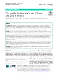 The genetic basis of water‐use efficiency and yield in lettuce