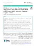 Melatonin may increase disease resistance and flavonoid biosynthesis through effects on DNA methylation and gene expression in grape berries