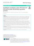 Arabidopsis paralogous genes RPL23aA and RPL23aB encode functionally equivalent proteins