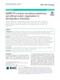 BdERECTA controls vasculature patterning and phloem-xylem organization in Brachypodium distachyon
