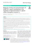 Molecular cloning and characterization of GhERF105, a gene contributing to the regulation of gland formation in upland cotton (Gossypium hirsutum L.)