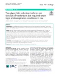 Two glyoxylate reductase isoforms are functionally redundant but required under high photorespiration conditions in rice