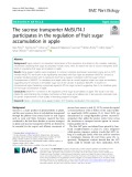 The sucrose transporter MdSUT4.1 participates in the regulation of fruit sugar accumulation in apple