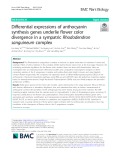 Differential expressions of anthocyanin synthesis genes underlie flower color divergence in a sympatric Rhododendron sanguineum complex