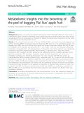 Metabolomic insights into the browning of the peel of bagging ‘Rui Xue’ apple fruit