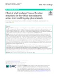 Effect of phyB and phyC loss-of-function mutations on the wheat transcriptome under short and long day photoperiods