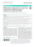 iTRAQ protein profile analysis of sugar beet under salt stress: Different coping mechanisms in leaves and roots