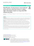 Identification of polycistronic transcriptional units and non-canonical introns in green algal chloroplasts based on long-read RNA sequencing data
