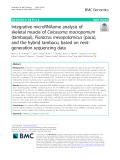 Integrative microRNAome analysis of skeletal muscle of Colossoma macropomum (tambaqui), Piaractus mesopotamicus (pacu), and the hybrid tambacu, based on nextgeneration sequencing data