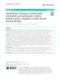 Simultaneous changes in anthocyanin, chlorophyll, and carotenoid contents produce green variegation in pink–leaved ornamental kale