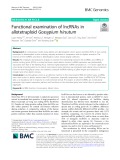 Functional examination of lncRNAs in allotetraploid Gossypium hirsutum