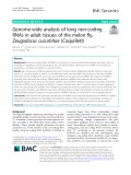 Genome-wide analysis of long non-coding RNAs in adult tissues of the melon fly, Zeugodacus cucurbitae (Coquillett)