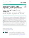 Siberian larch (Larix sibirica Ledeb.) mitochondrial genome assembled using both short and long nucleotide sequence reads is currently the largest known mitogenome