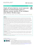 Single cell transcriptomes reveal expression patterns of chemoreceptor genes in olfactory sensory neurons of the Caribbean spiny lobster, Panulirus argus