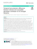 Temporal transcriptomic differences between tolerant and susceptible genotypes contribute to rice drought tolerance