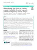 MAPK cascade gene family in Camellia sinensis: In-silico identification, expression profiles and regulatory network analysis