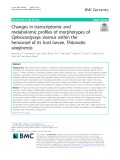 Changes in transcriptomic and metabolomic profiles of morphotypes of Ophiocordyceps sinensis within the hemocoel of its host larvae, Thitarodes xiaojinensis