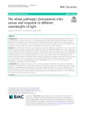 The wheat pathogen Zymoseptoria tritici senses and responds to different wavelengths of light