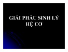 Bài giảng Giải phẫu sinh lý - Bài 3: Giải phẫu sinh lý hệ cơ