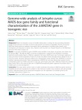 Genome-wide analysis of Jatropha curcas MADS-box gene family and functional characterization of the JcMADS40 gene in transgenic rice