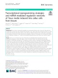 Transcriptional reprogramming strategies and miRNA-mediated regulation networks of Taxus media induced into callus cells from tissues