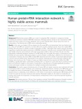 Human protein-RNA interaction network is highly stable across mammals