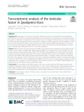 Transcriptomic analysis of the testicular fusion in Spodoptera litura