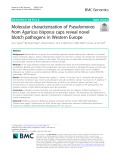 Molecular characterization of Pseudomonas from Agaricus bisporus caps reveal novel blotch pathogens in Western Europe