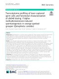 Transcriptome profiling of laser-captured germ cells and functional characterization of zbtb40 during 17alphamethyltestosterone-induced spermatogenesis in orange-spotted grouper (Epinephelus coioides)