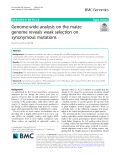 Genome-wide analysis on the maize genome reveals weak selection on synonymous mutations