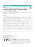 Multipathway synergy promotes testicular transition from growth to spermatogenesis in early-puberty goats