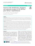 Genome-wide identification, phylogeny, and expression analysis of the SBP-box gene family in Euphorbiaceae