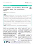 Transcriptome and microbiome of coconut rhinoceros beetle (Oryctes rhinoceros) larvae