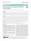 The role of nitric oxide during embryonic wound healing