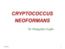 Bài giảng Cryptococcus neofrmans - Võ Hồng Trung