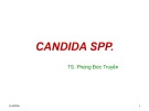 Bài giảng Candida Spp. - TS. Phùng Đức Truyền